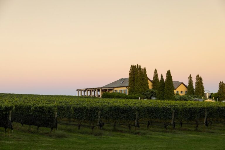 A vineyard with rows of grapevines stretching into the distance: "Breathtaking views of the sprawling vineyards in The Hamptons wine country."