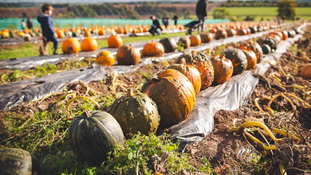 Top Fall actvities, Pumpkin Picking, and Foliage Spots on Long Island
