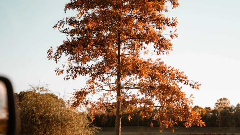 The Ultimate Fall Guide to Long Island: Top Activities, Events & Attractions for 2024